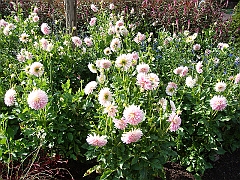 180 Longwood Gardens [2008 August 23]